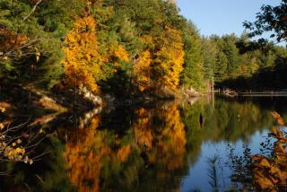 A photo of still surface water in the foreground with a stand of mixed fall foliage and pine trees in the background