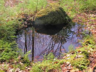 A small vernal pond surrounded by ferns and other greenery.