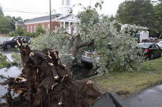 A large uprooted street tree which had fallen oven onto the street and parked cars.