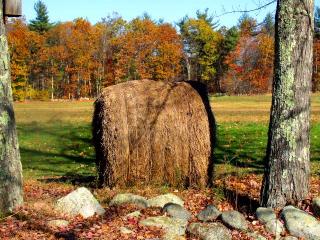 Photo of a hay bale set between two trees with a field in the background